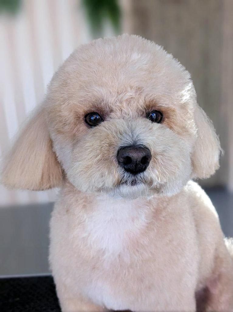 Caniche-toy