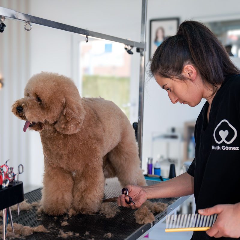 Corte-de-pelo-Caniche-toy