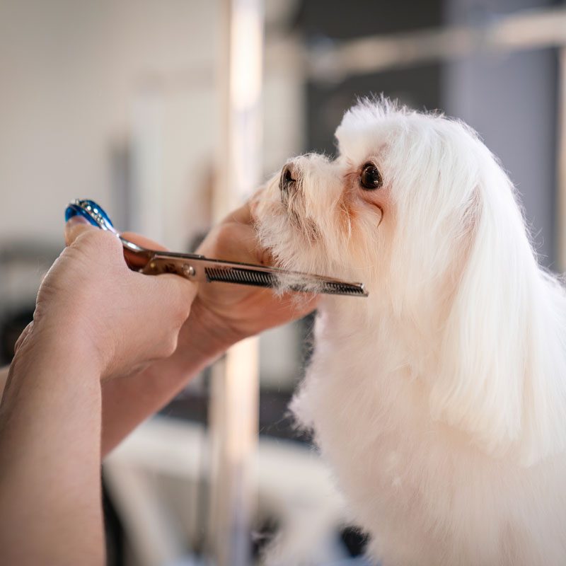Corte-de-pelo-Shih-Tzu Corte de Pelo a Tijera