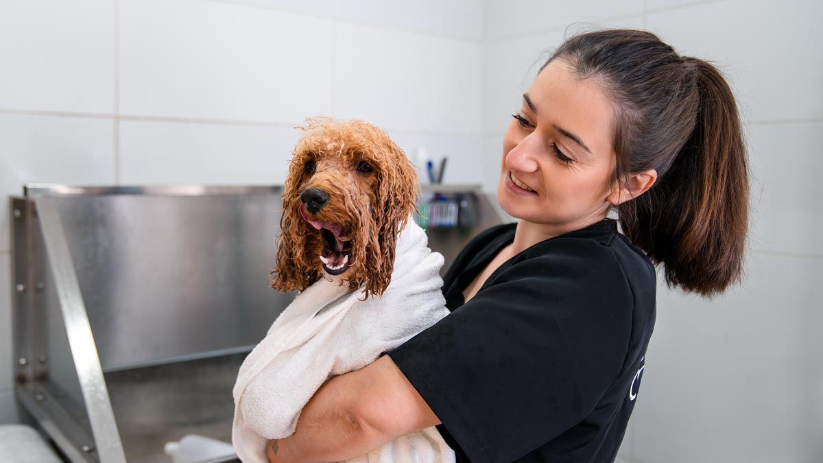 Lavado-de-pelo-Caniche-toy Técnicas de Baño