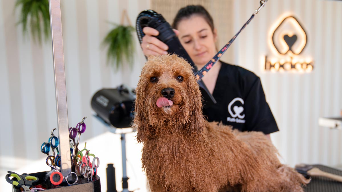Secado-de-pelo-Caniche-toy Nuestros Productos para el Baño e Higiene