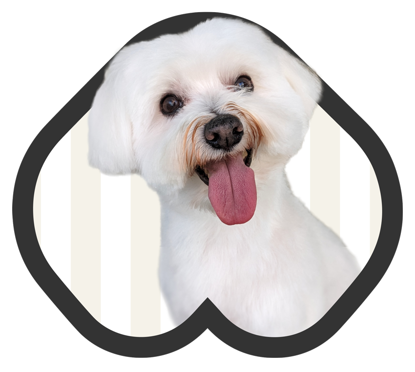 hocicos peluqueria canina zaragoza